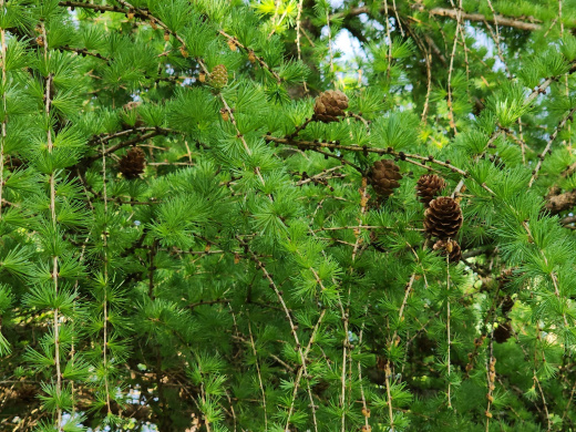 Берлога Валахва